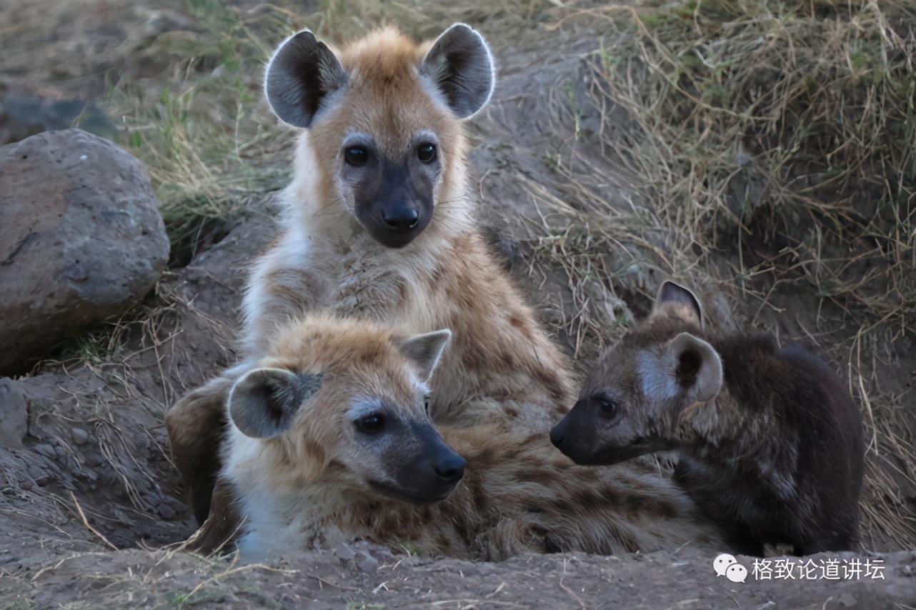 被称为“非洲最强挖掘机”的它，挖洞速度比6个人还快