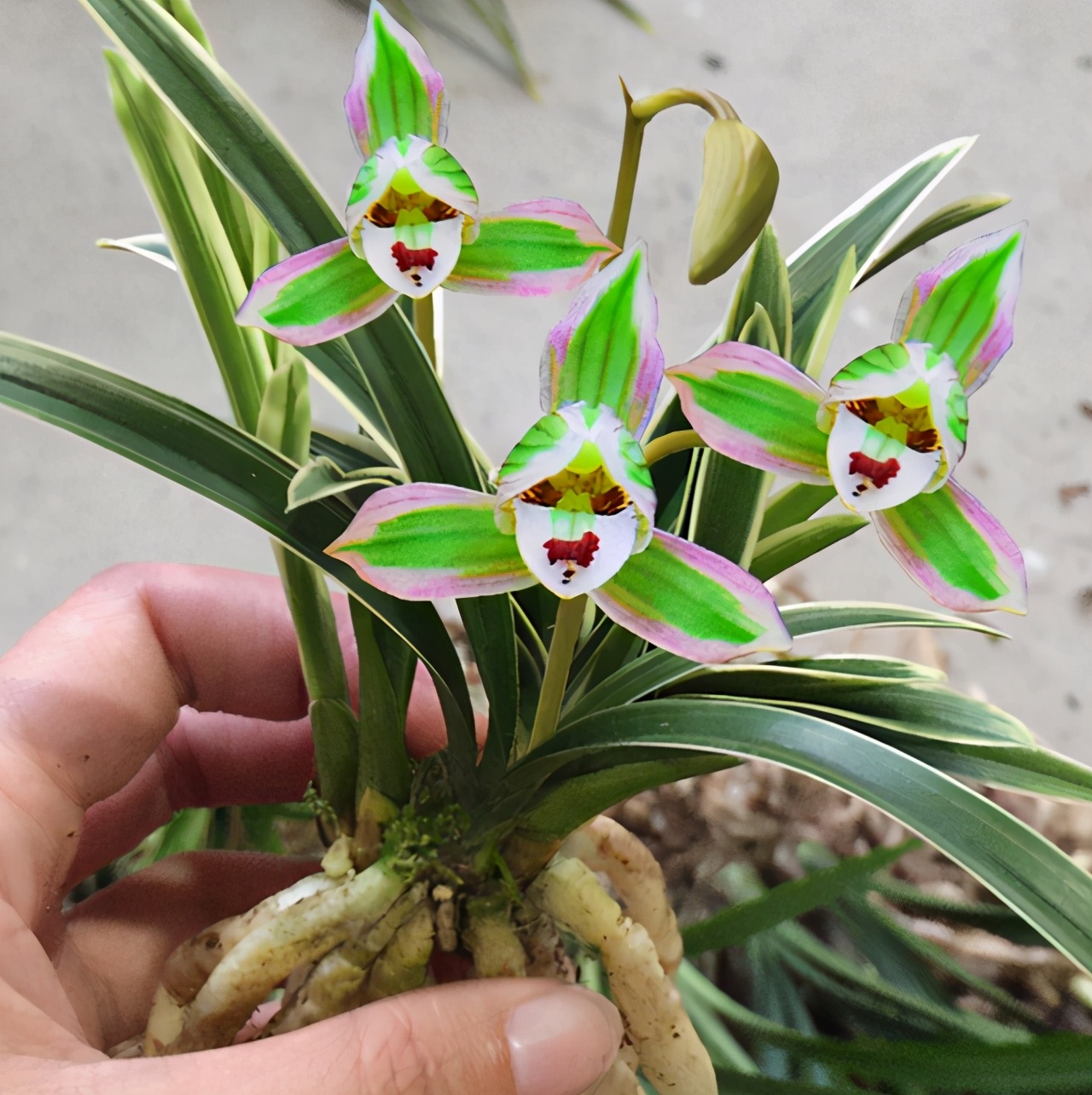 老品种花开富贵兰花,春兰帝王妃金边矮种兰花简介