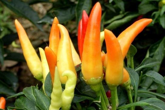 怎样学会对别人控制自己的情绪,会操控别人情绪的人