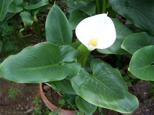 四种有毒花大家必须要了解,和金银花一样的有毒的花是什么