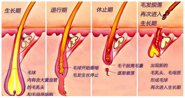 人类脱毛是为什么,人类脱毛期