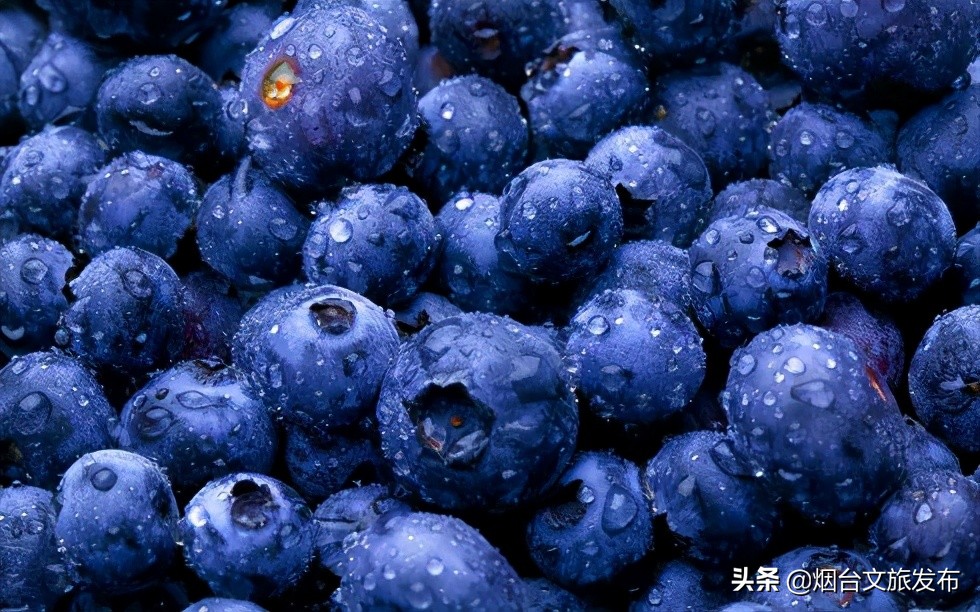 烟台蓝莓采摘园,烟台摘蓝莓的地方