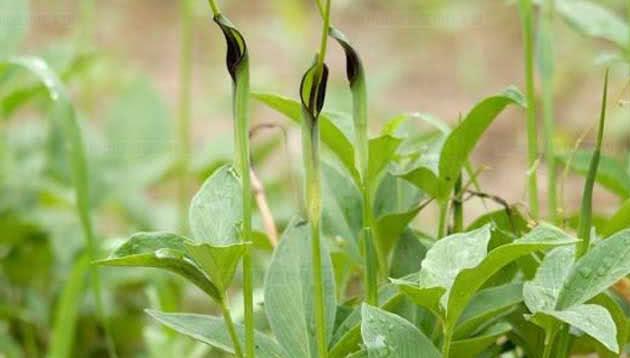 农村十大野生植物,小时候农村的冷门野生植物