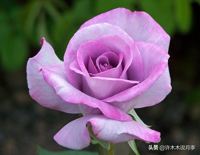 30种黄色月季,10种超美的蓝色月季