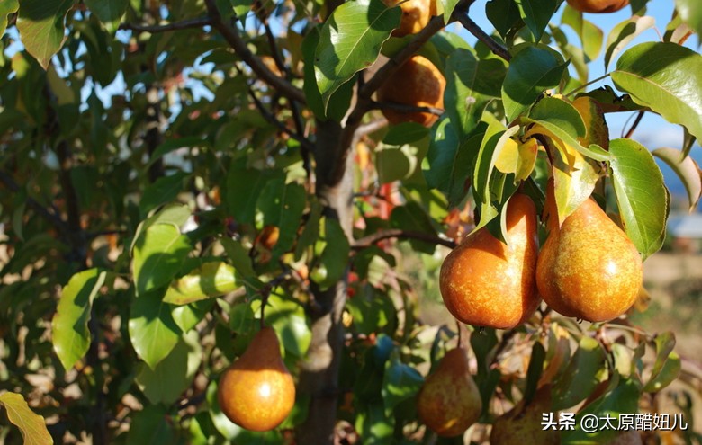 梨选择什么样的好吃,买梨什么样好吃