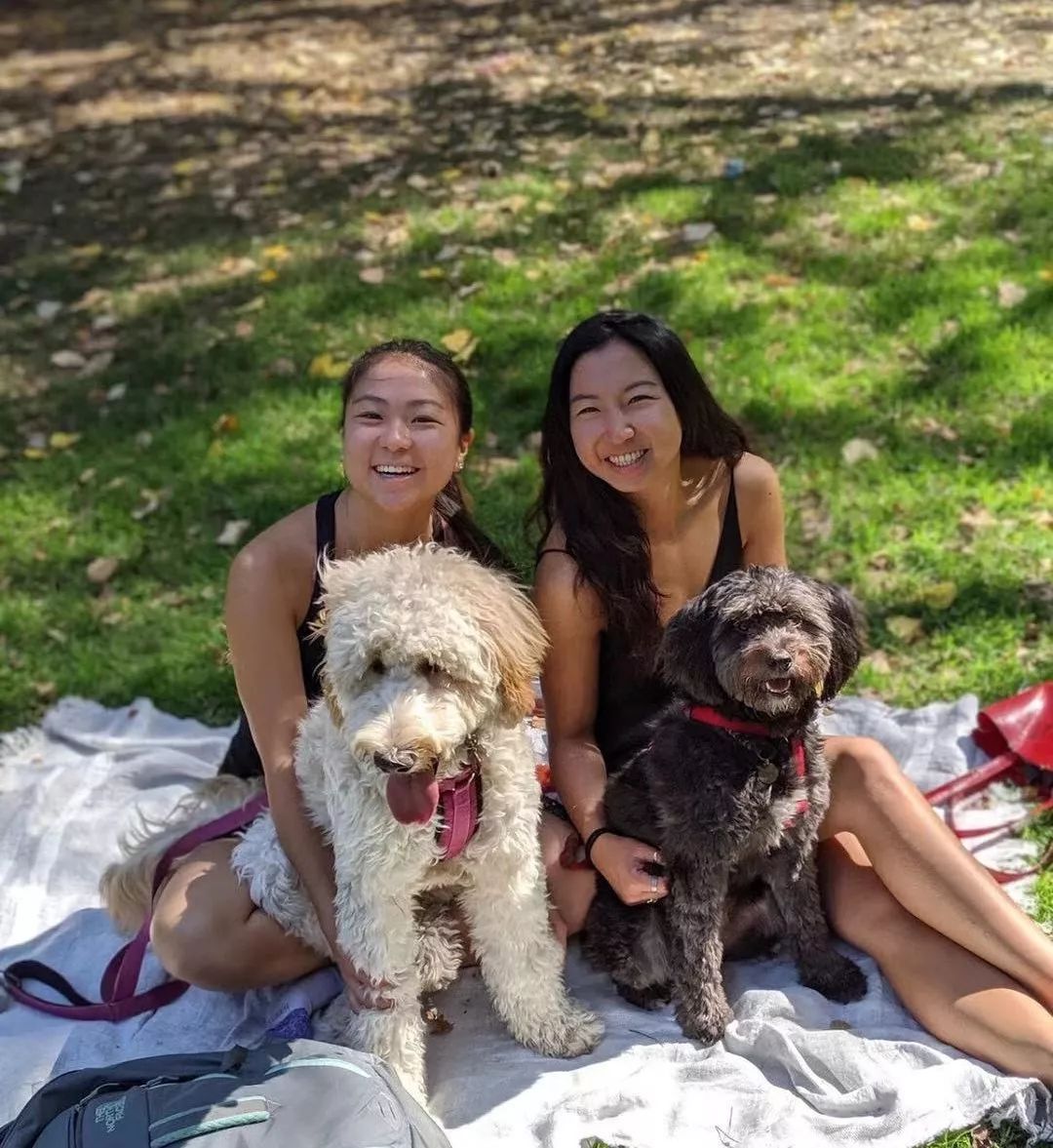 救流浪狗的真实记录,一外国人来中国救助流浪狗