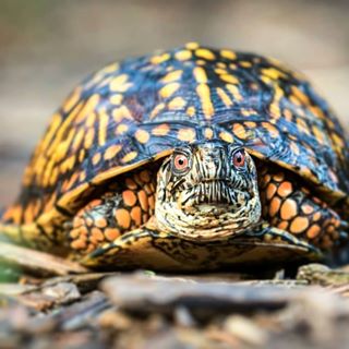 黄缘闭壳龟和东部箱龟谁的成体大,黄缘和箱龟哪个互动性更好