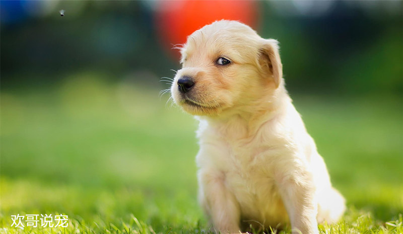 养宠经验狗狗受凉拉稀会自愈吗,幼犬狗拉稀怎么办快速解决