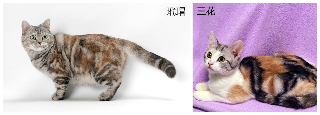 美短虎斑猫咪的品种,美国短毛猫虎斑价格
