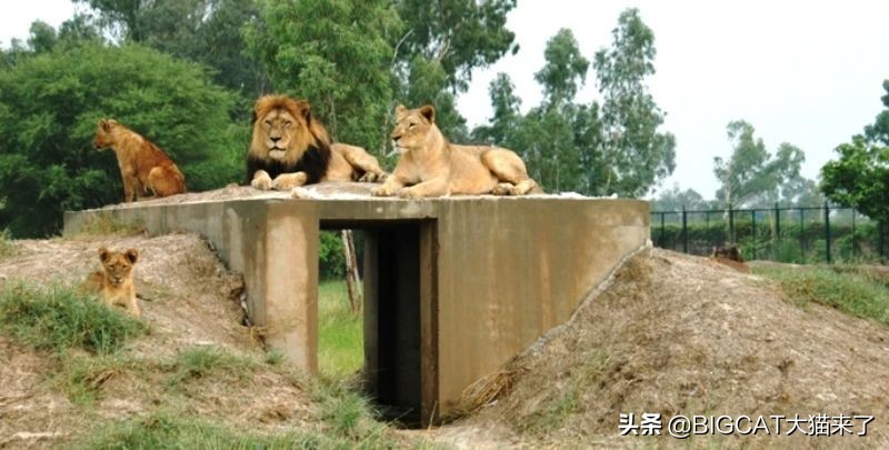 吃太多养不起了！疫情之下，巴铁某动物园一口气“贱卖”14头狮子