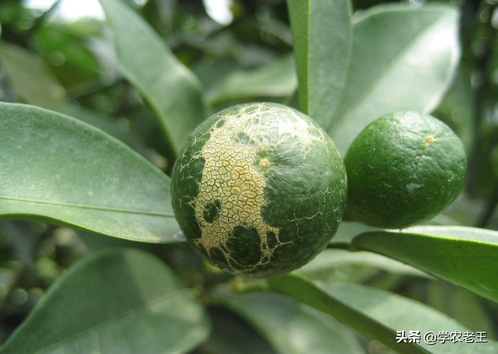 蓟马咬了用什么药效果最好,蓟马咬过的花怎么救