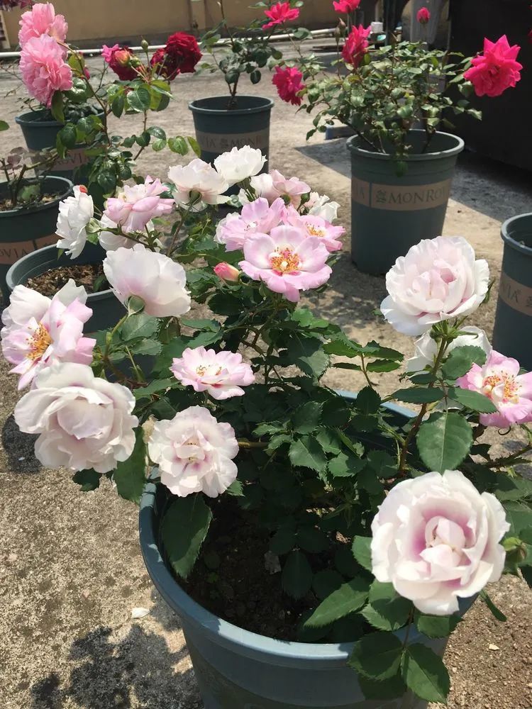 五颜六色的透明多肉,颜色超好看的多肉