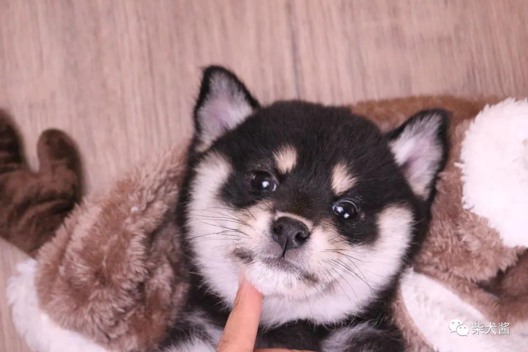 两千多的柴犬可以买吗,几百元能买纯的柴犬吗