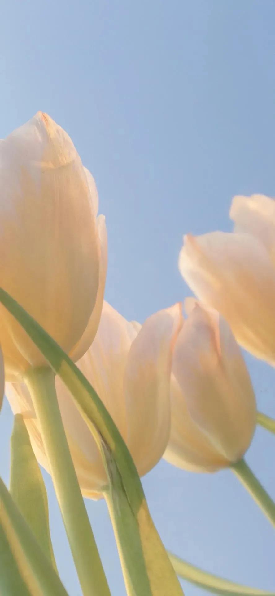 月亮高清壁纸无水印原图,高清壁纸全屏图片大全