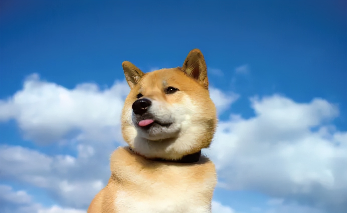 正规犬舍会提供血统证书吗,为什么要选择正规犬舍