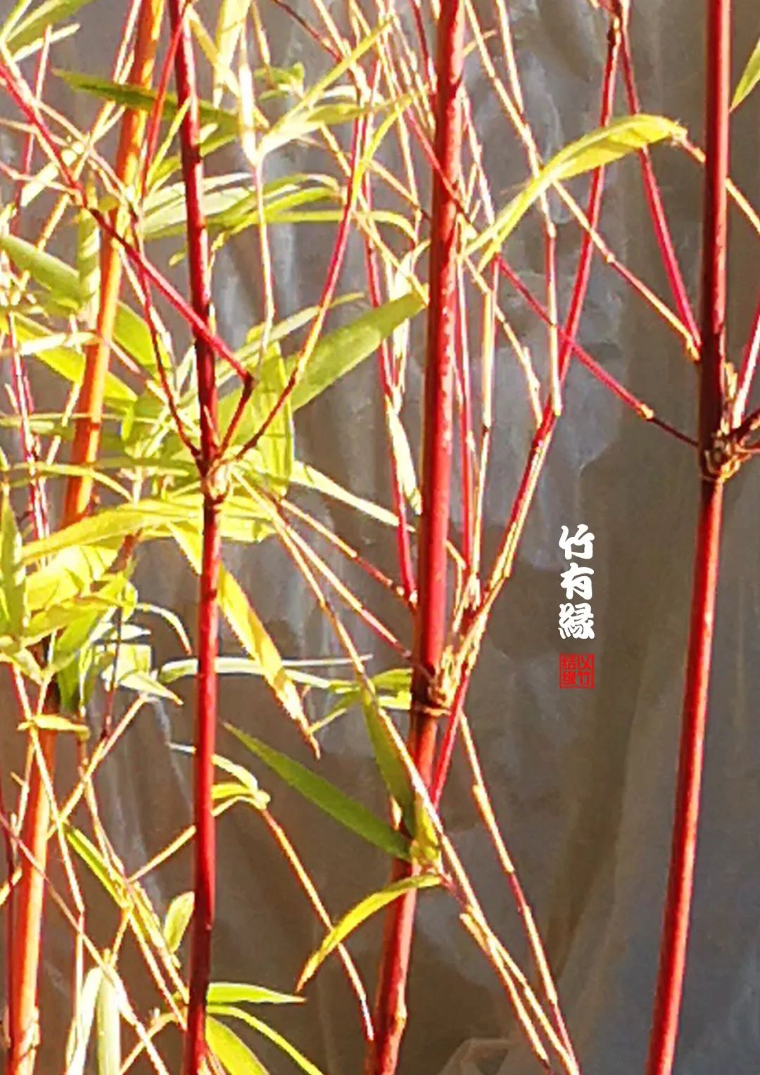 观赏竹怎么养护种植,养竹用什么营养液