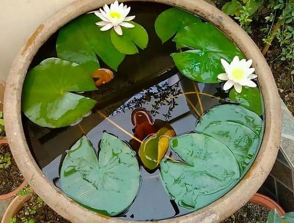盆栽睡莲的养殖方法和注意事项,睡莲犹如亭亭玉立的少女