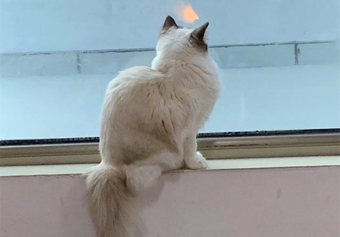 猫咪驱虫拉稀后应该怎么治,猫咪腹泻还能驱虫吗