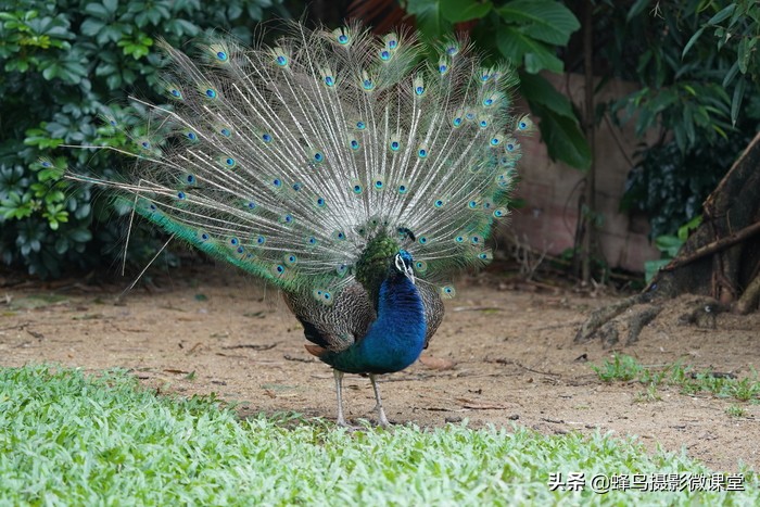 索尼sel200600g配什么相机,索尼sel200600g