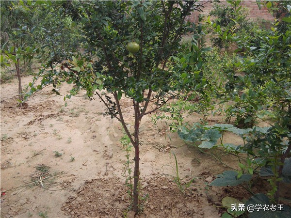 种植石榴的技术和管理,怎样种石榴树成活率高