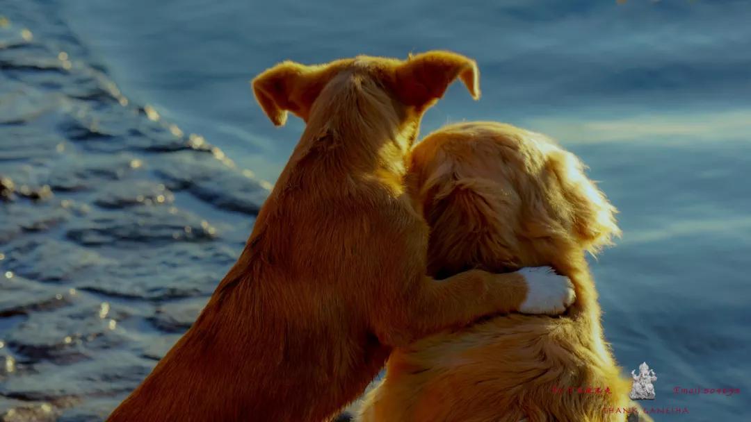 全员土豪，爱吃狗肉？我们在法国人心中是怎样的存在...