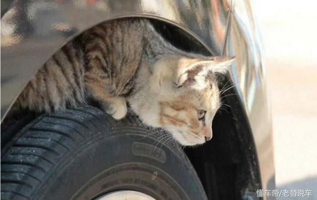 冬天车机舱有动物进去怎么解决,冬天动物进汽车发动机怎么办