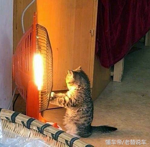 冬天车机舱有动物进去怎么解决,冬天动物进汽车发动机怎么办