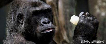 动物救人真实事件,4个动物救人的真实事件