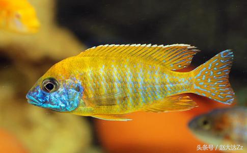 三湖慈鲷金松鼠和皇帝区别,三湖金松鼠