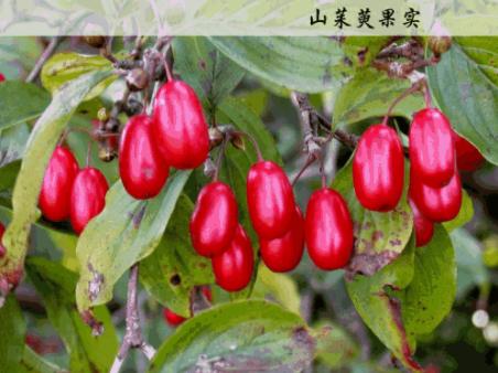 秦伯未八纲辨证,秦伯未治脾胃八法