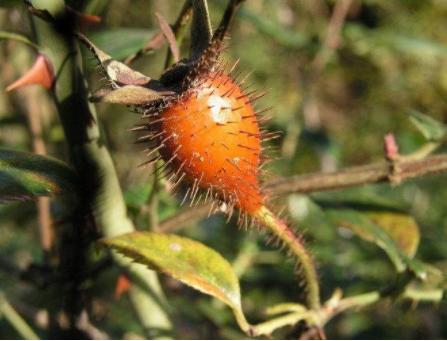 秦伯未治疗八法,秦伯未讲内经