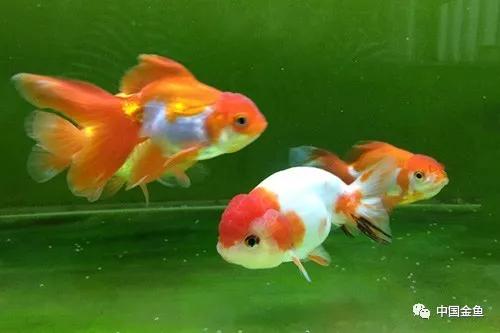 家庭饲养金鱼攻略之：阴雨天生病或死亡原因？