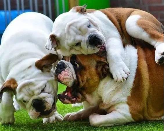 英国斗牛犬的优点和缺点是什么,英国斗牛犬容易有什么疾病