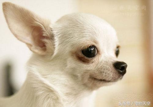 狗狗呕吐一般是什么原因导致的呢,引起狗狗呕吐的原因