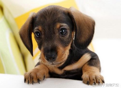 狗狗老是打嗝和干呕嘴巴还臭,狗狗总是打嗝是不是翻肠了