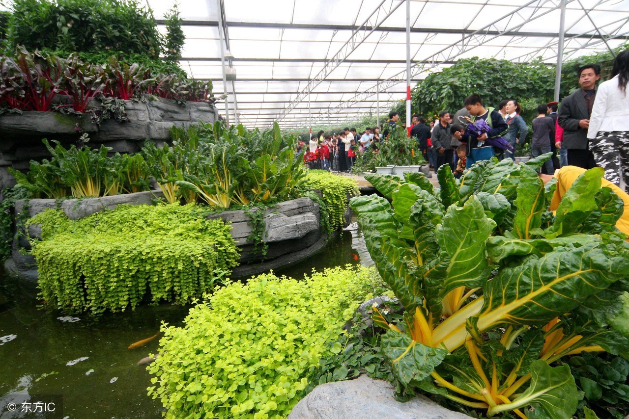 山东车牌是鲁d吗,山东车牌号是不是鲁a