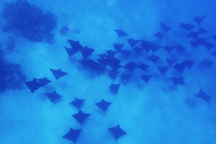 畅游粉红色的梦幻仙境·提克豪岛