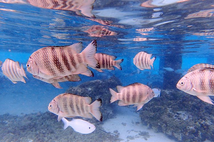 畅游粉红色的梦幻仙境·提克豪岛