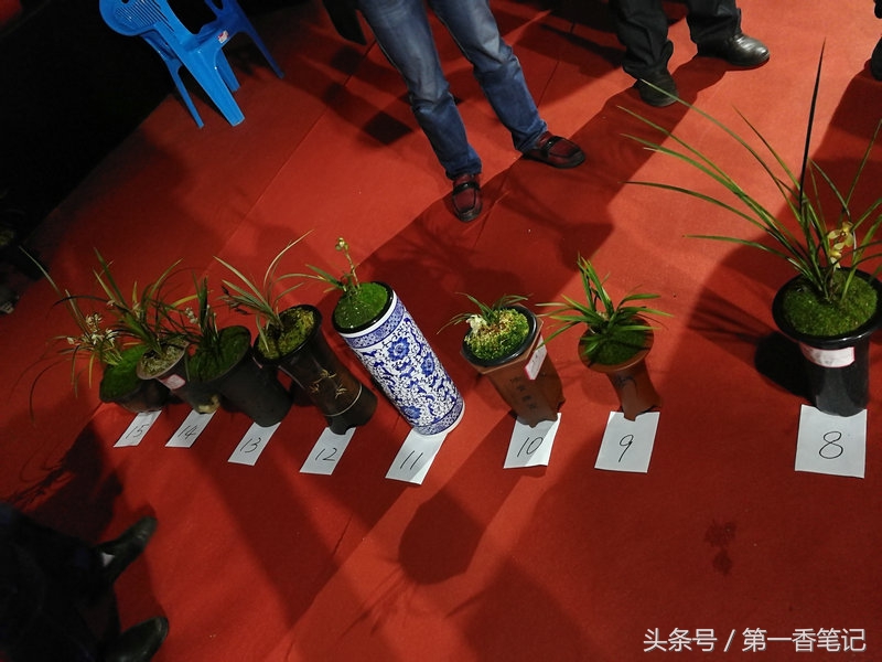 2018年昆明兰花展精品图片,云南兰花展作品欣赏