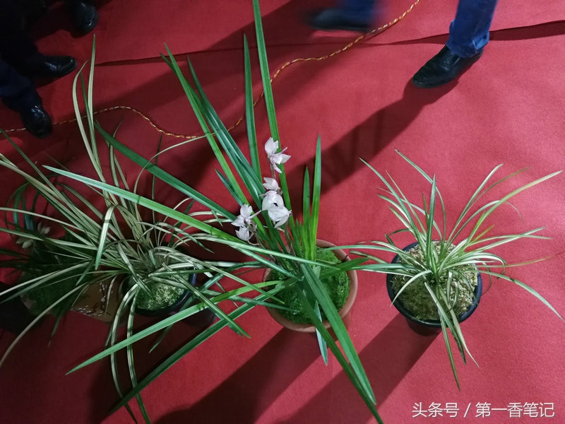 2018年昆明兰花展精品图片,云南兰花展作品欣赏