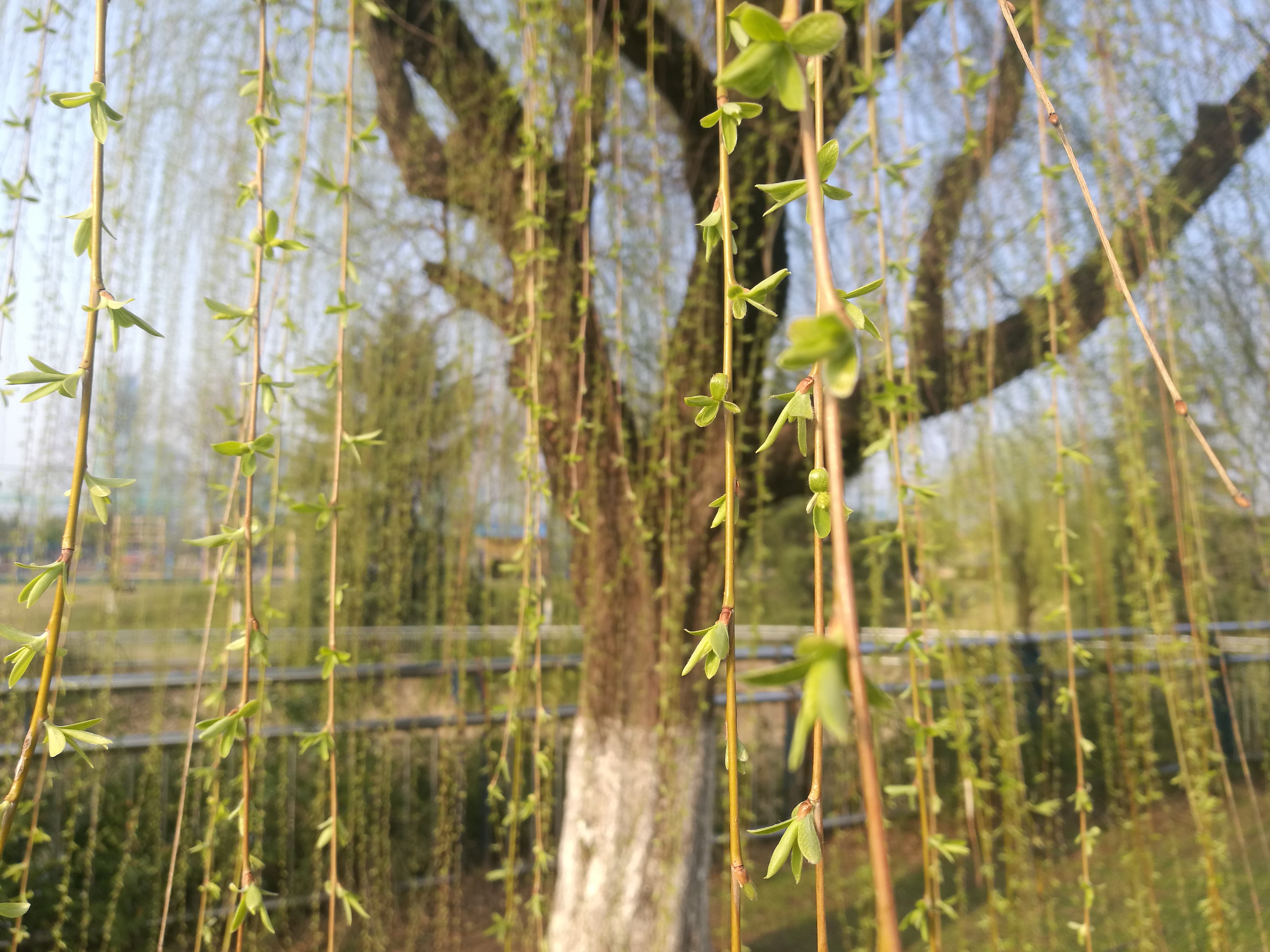 贺知章咏柳把春风比作剪刀的诗句,贺知章诗二月春风似剪刀