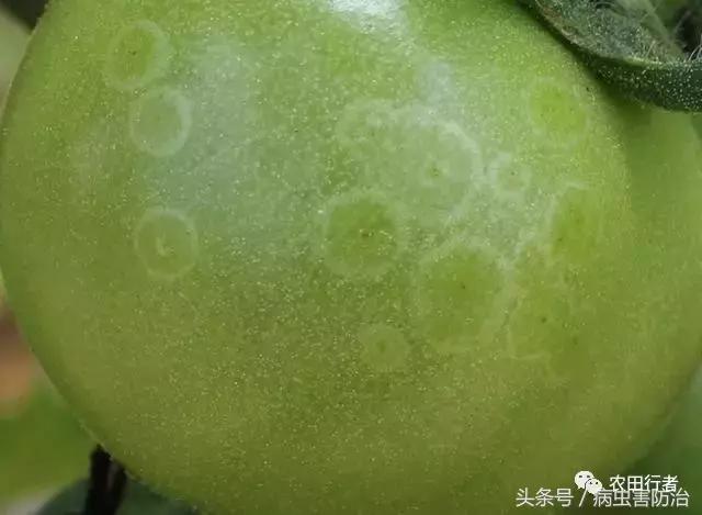 西红柿溃疡病这样防治，再得病别怨没和你说！