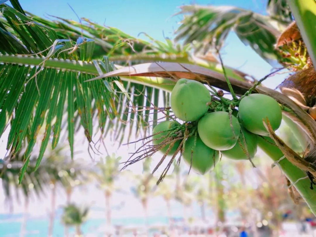 越南芽庄旅行感悟,越南芽庄旅行的感觉