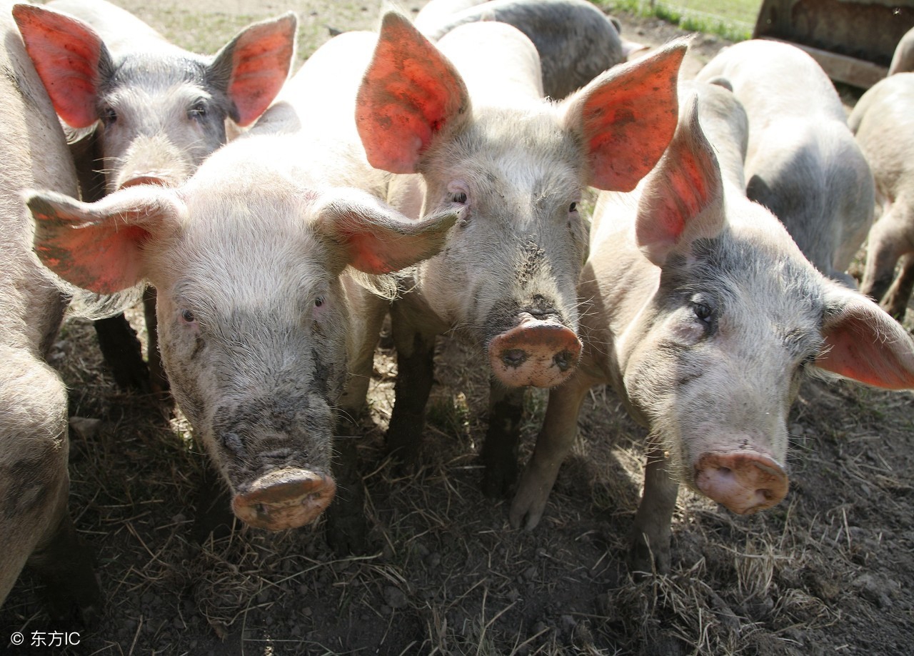 猪胃溃疡的发病机理,猪胃溃疡的最佳治疗方法大全