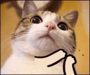 coco奶茶的网红喝法,coco奶茶最好喝系列菜单