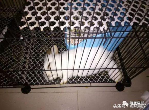 兔子吃菜需要注意什么,兔子吃什么菜不容易生病