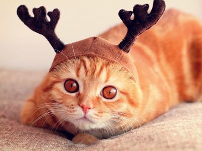 宠物种马尾的病因与治疗