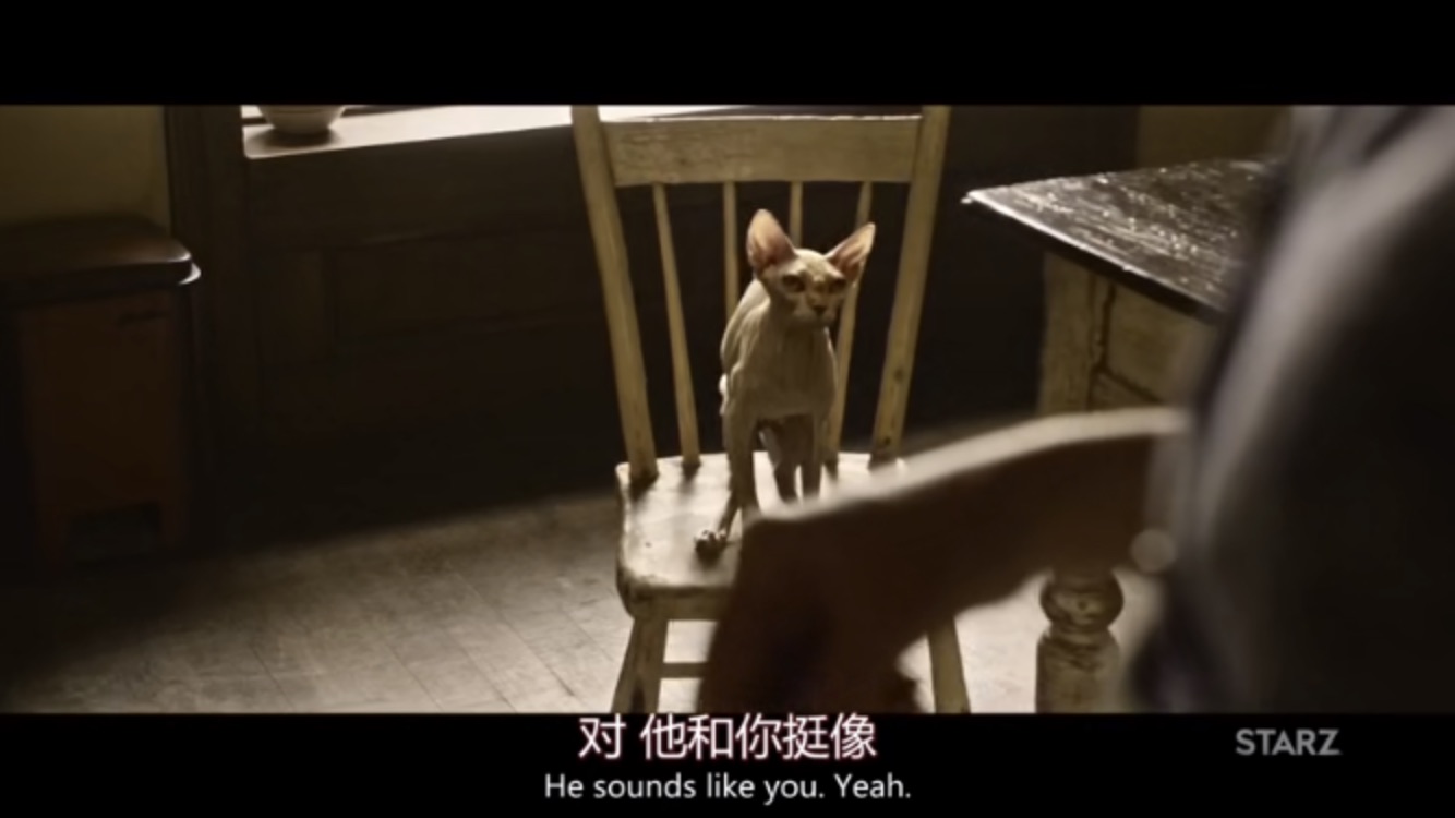 加拿大斯芬克斯无毛猫拿斧头,斯芬克斯猫被人们称为短脚猫