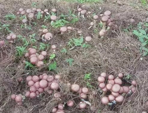 大球盖菇分类及地位,大球盖菇成本及价格