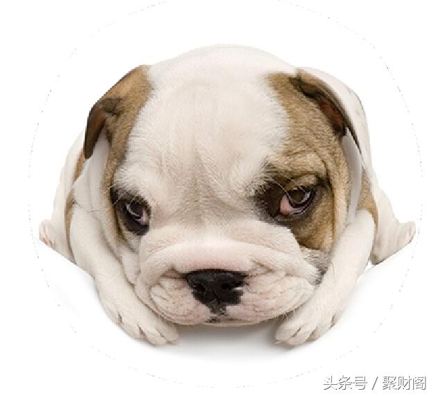 2018属狗人每月运势,属狗的人2018每月运势